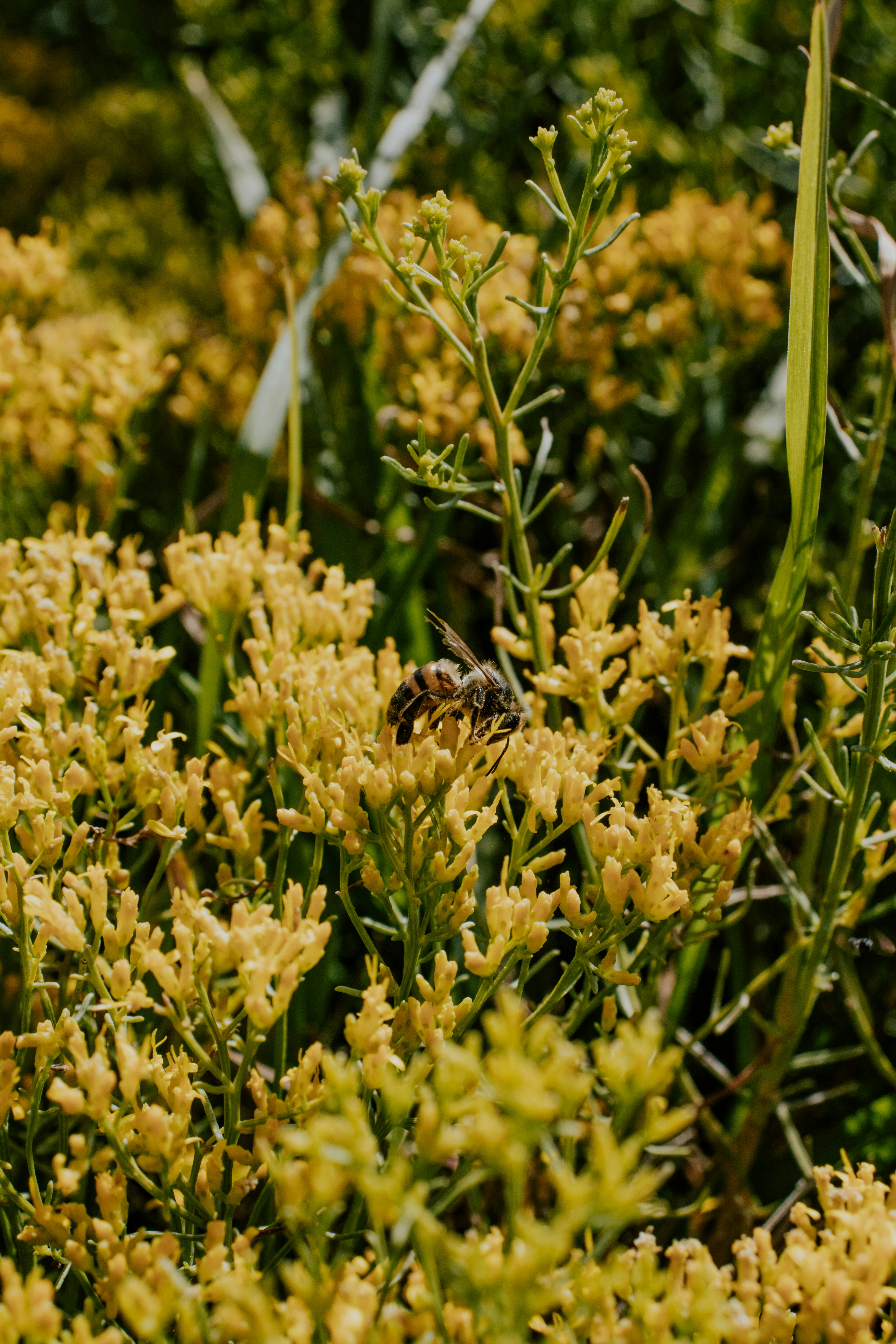 Enhancing biodiversity