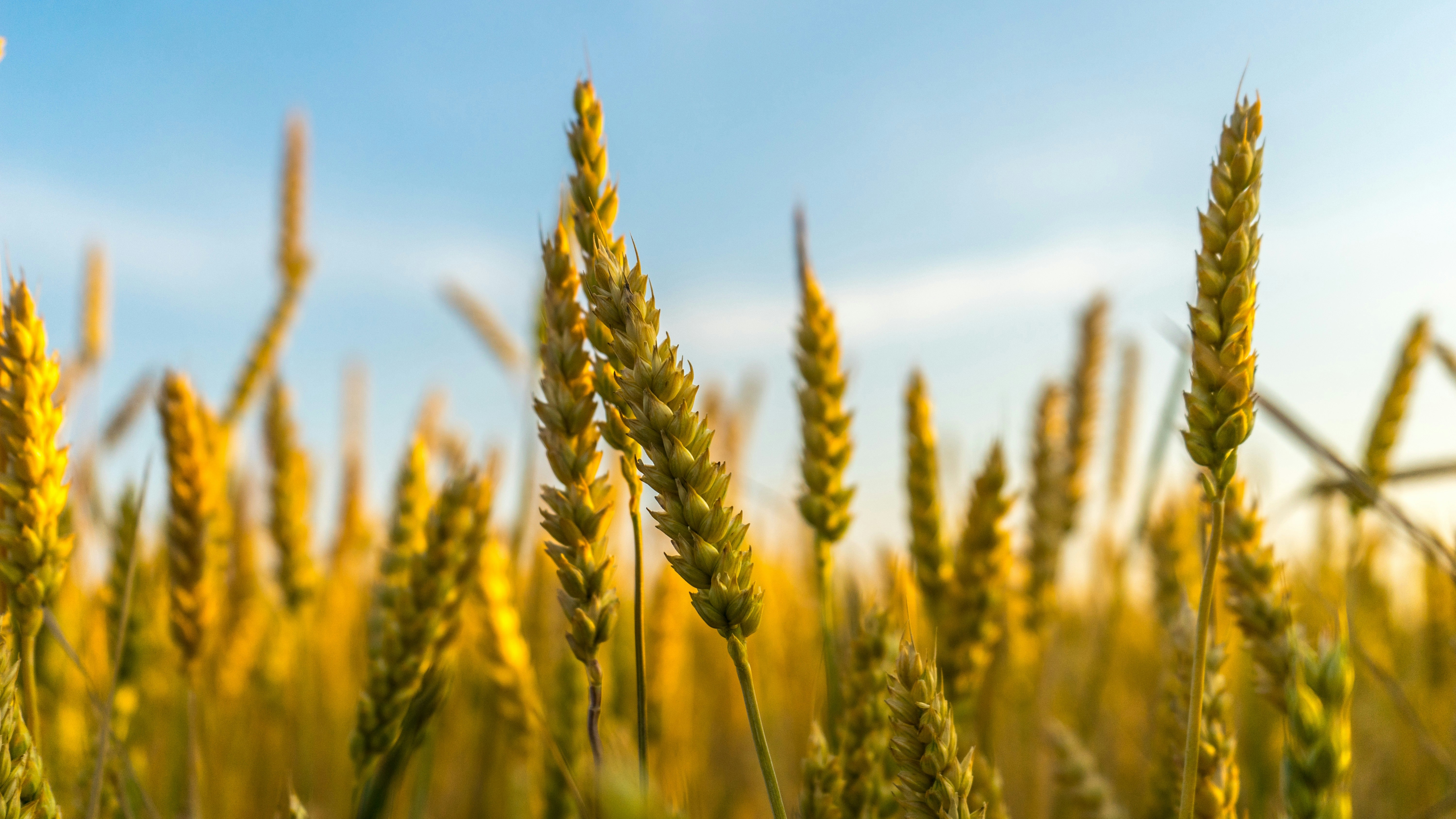 Food production with less environmental impact