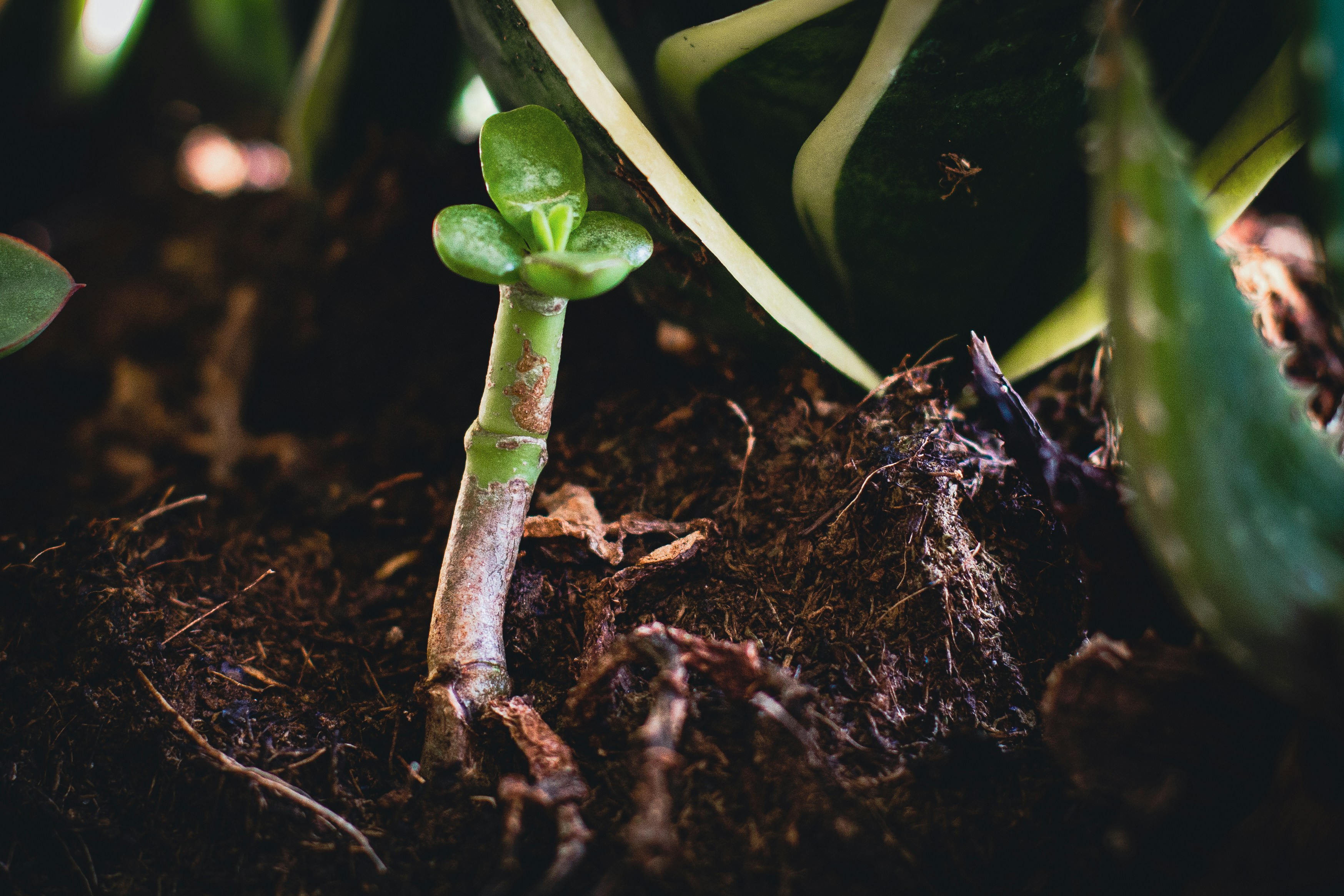 Managing nutrients